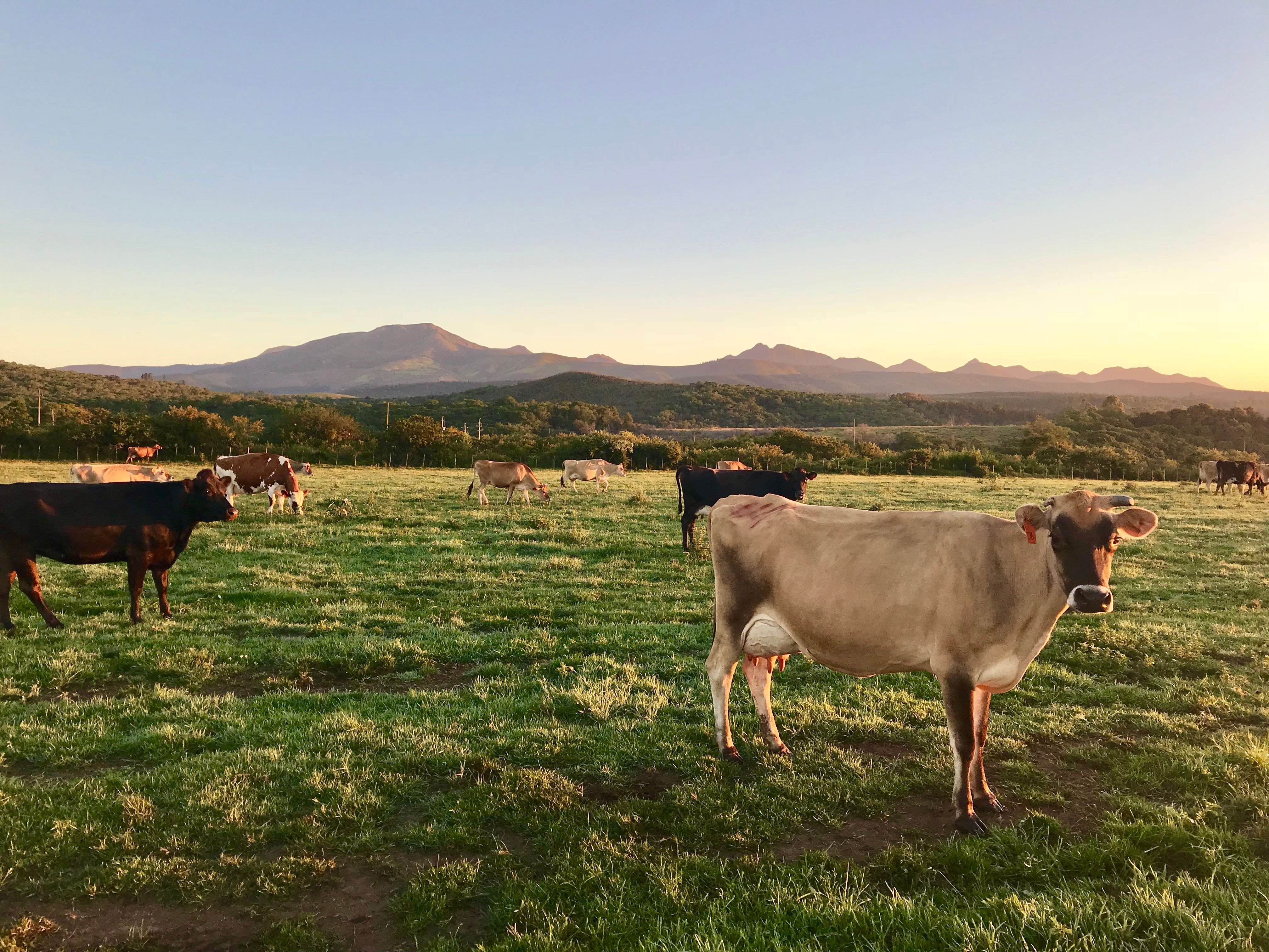 Cattle grazing on a South African farm at sunset